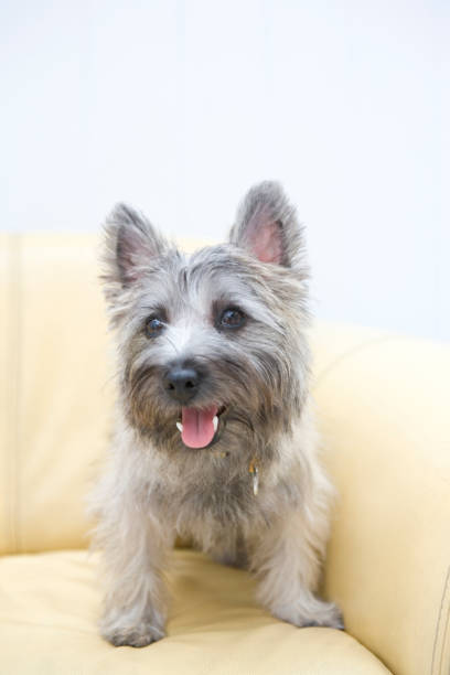istock Puppies stand on the couch 674108458