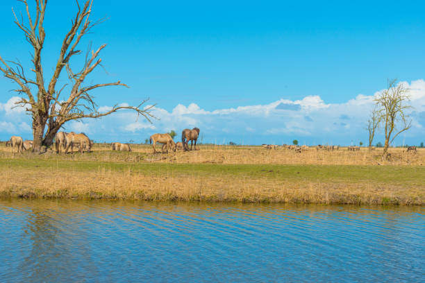 istock Horses along the shore of a lake in spring 674109528