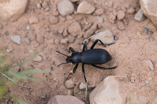A stock photo of a Darkling Beetle crawling over the desert landscape of Red Rock Canyon in Las Vegas, Nevada. Photographed using the Canon EOS 1DX Mark II and Canon 100mm f2.8 IS L lens.