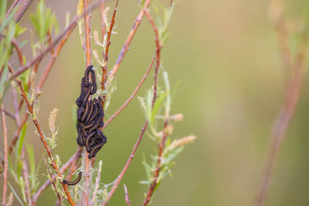 A stock photo of some Painted Lady Caterpillars in Red Rock Canyon, Las Vegas during spring. Photographed using the Canon EOS 1DX Mark II