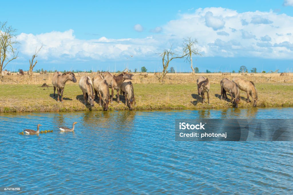 春天湖岸邊的馬 - 免版稅動物圖庫照片