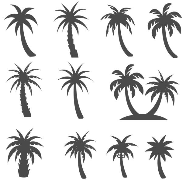 ilustrações, clipart, desenhos animados e ícones de conjunto de ícones de árvores de palma - palmeiras
