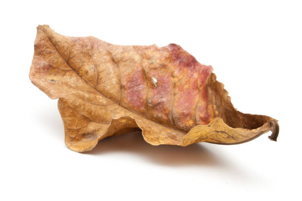 istock Dry leaf closeup on the white background 674123074
