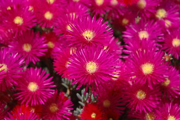 istock Spring flower in Spain - midday flower 674125480