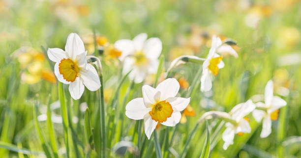 istock Flowerbed of blooming daisies in springtime 674130800