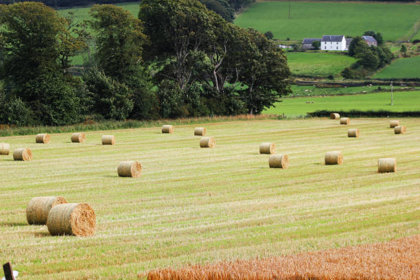 istock Bales of Hay (2) 674133234