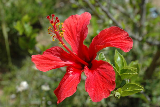 istock Hibiscus/Hibiscus flowering in Spain 674138444