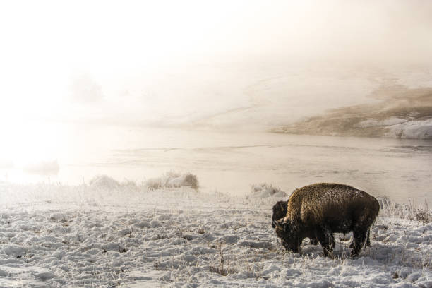 istock Bison in Yellowstone in Freezing Cold Standing by Steamy River 674139832