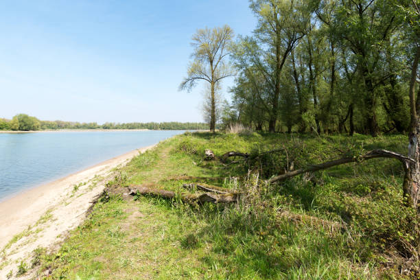 istock Forest touches the Lake at Millingerwaard / Netherlands 674140468