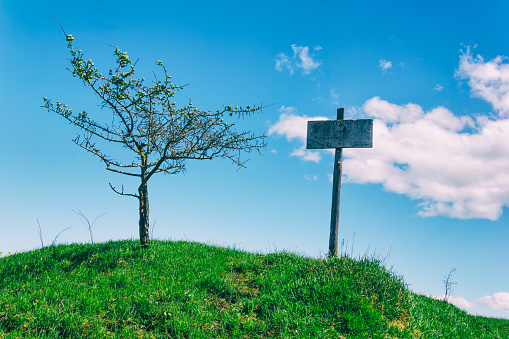 old wooden pointer on a green hill next to the tree on the background of blue sky