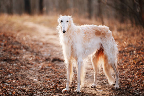 dog russian borzoi wolfhound head , outdoors spring autumn time - sight hound imagens e fotografias de stock