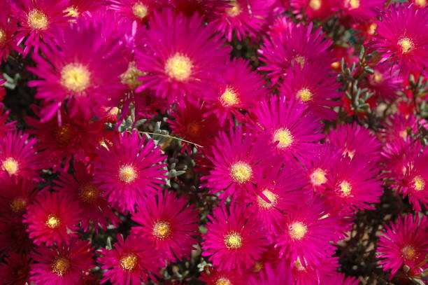 istock Spring flower in Spain - midday flower 674146616