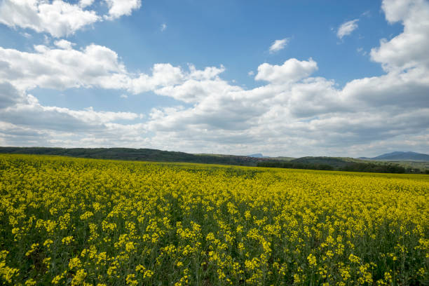 istock Meadow with yellow flowers 674152386