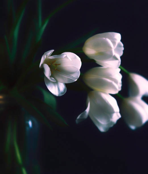 istock Tulip still life for Mother's Day 674153954
