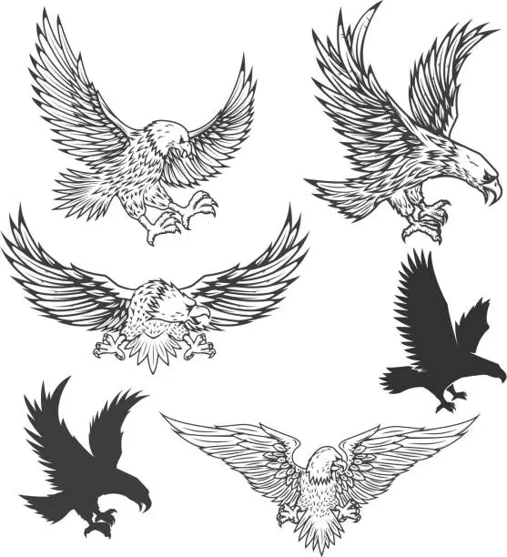 Vector illustration of Illustration of flying eagle isolated on white background. Vector illustration.