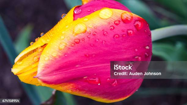 Red And Yellow Tulip Stock Photo - Download Image Now - Arts Culture and Entertainment, Backgrounds, Beauty In Nature