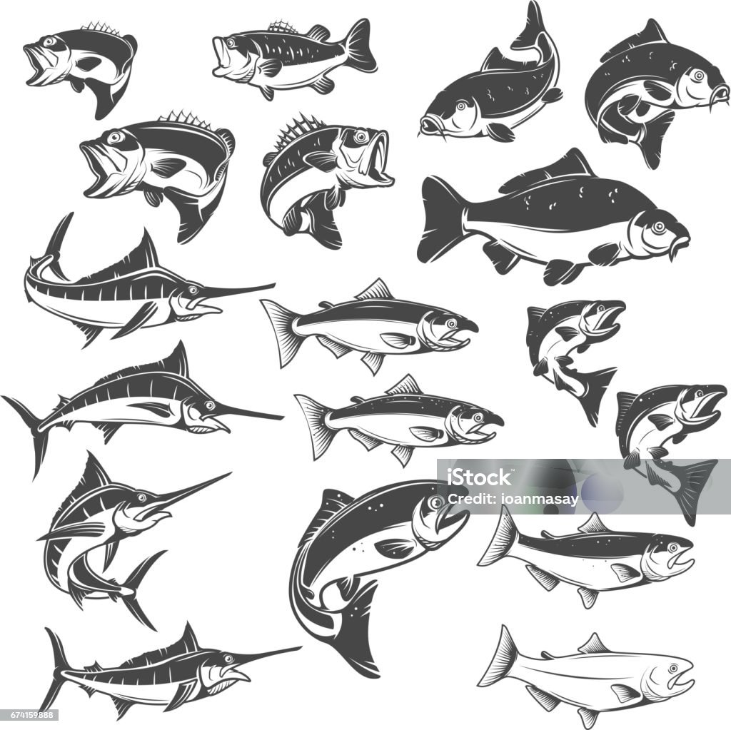 Fish illustrations on white background. Carp, bass fish, trout, salmon, sword fish icons. Design elements for label, emblem. Vector illustration. Fish stock vector
