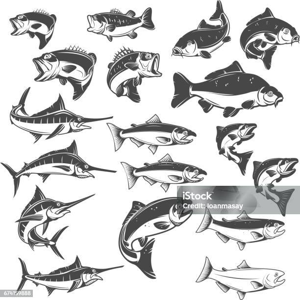 Fish Illustrations On White Background Carp Bass Fish Trout Salmon Sword Fish Icons Design Elements For Label Emblem Vector Illustration Stock Illustration - Download Image Now