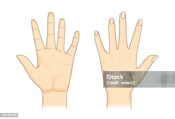 Ilustración de Mano Lateral En Frente Y Espalda y más Vectores Libres de Derechos de Mano - Mano, Palma de la mano, Anatomía