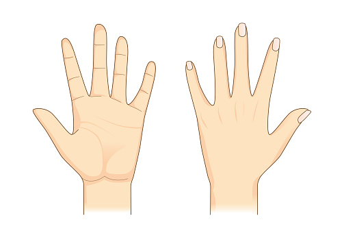 Hand in front and back side on isolated. Illustration about Human body part.