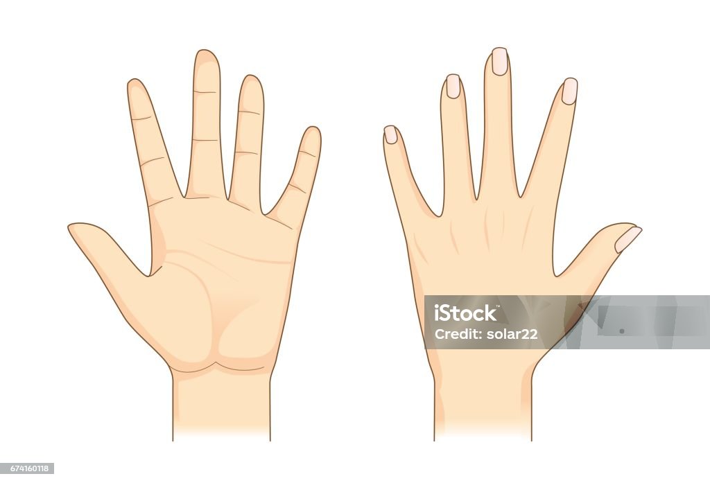 Human hand in front and back side. Hand in front and back side on isolated. Illustration about Human body part. Hand stock vector