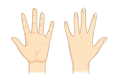 Left Hand Front Part Human Hand In Front And Back Side Stock Illustration - Download Image ...