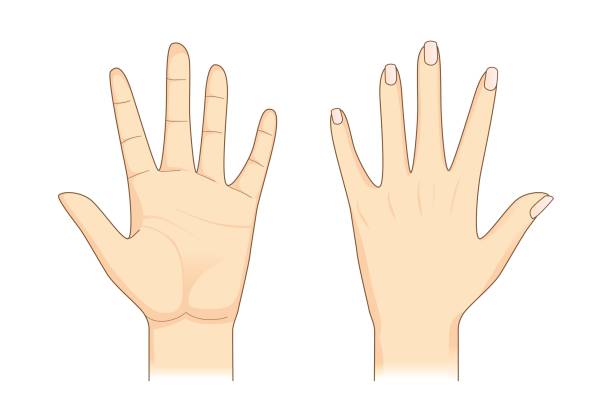 Human hand in front and back side. Hand in front and back side on isolated. Illustration about Human body part. open hand stock illustrations
