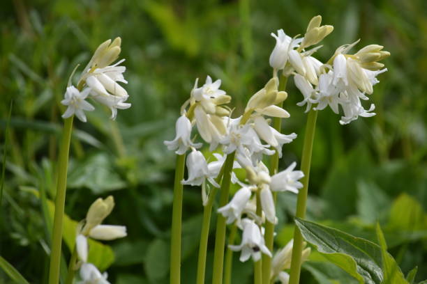 istock Wild bluebells, white flowers 674162154