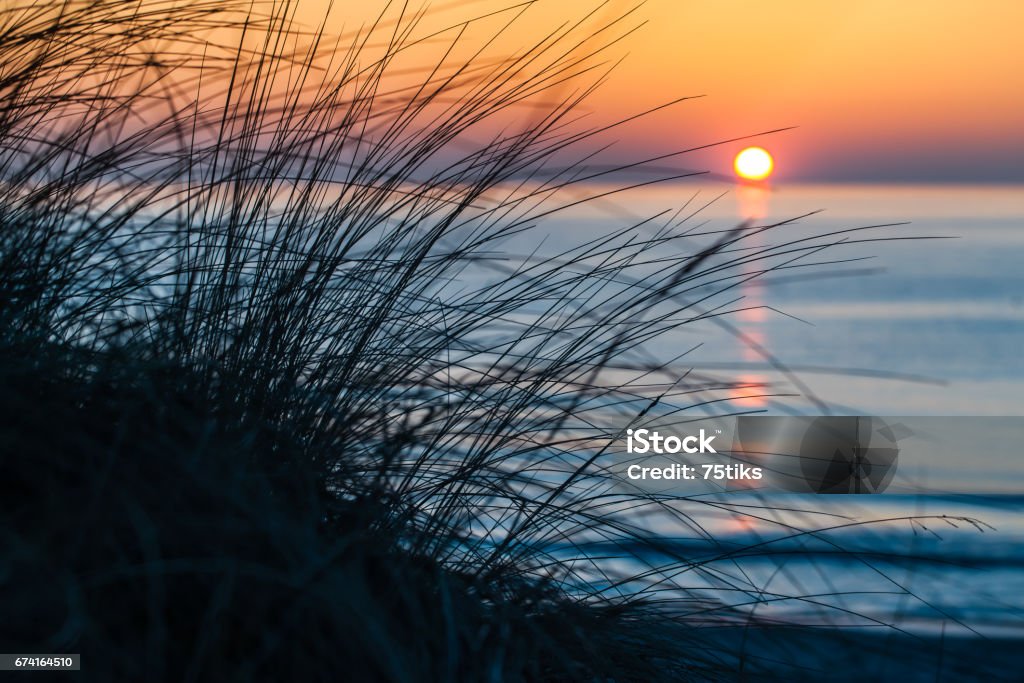 Evening Mood at the Sea Silhouette tuft beach grass in front of blue sea sunset and orange sky horizon at Darss peninsula, Mecklenburg, Germany Baltic Sea Stock Photo