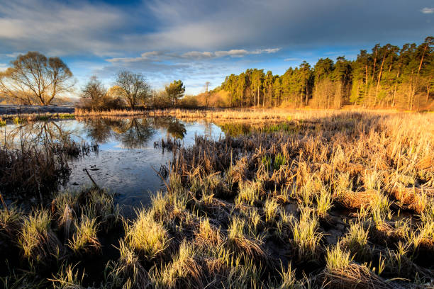 istock Pond and pine forest with grass in the spring. 674165066