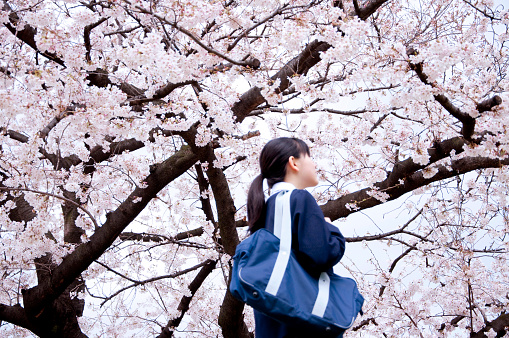 Schoolgirls walking under cherry blossoms