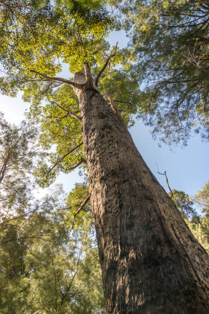 istock Gum Tree forest in south Western Australia 674165690