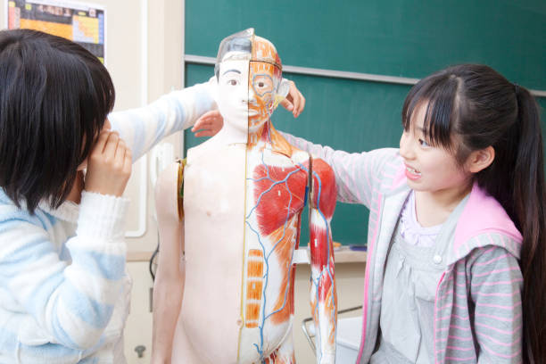 istock Two girls play with human body model 674170164