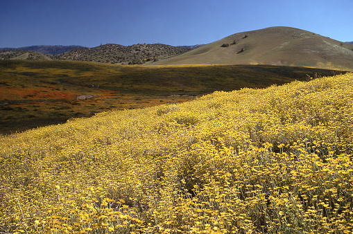 Fields of yellow spring flowers in the foothills of San Gabriel mountains near Lancaster and Palmdale California