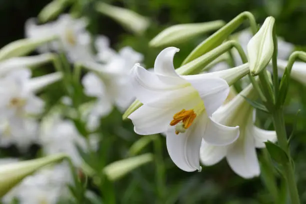 Easter lily ( Lilium longiflorum )