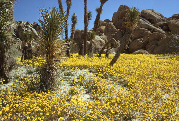 kuvapankkikuvat ja rojaltivapaat kuvat aiheesta saddleback butte state park ja villikukat keväällä palmdalen ja lancaster californian lähellä - lancaster california