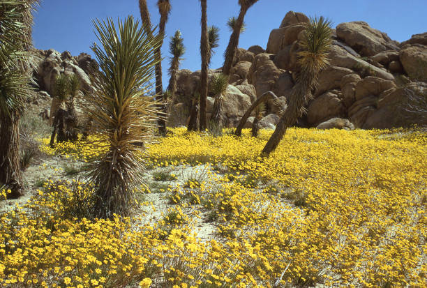 Saddleback Butte State Park and wildflowers in spring near Palmdale and Lancaster California Saddleback Butte State Park and wildflowers in spring near Palmdale and Lancaster California butte rocky outcrop stock pictures, royalty-free photos & images