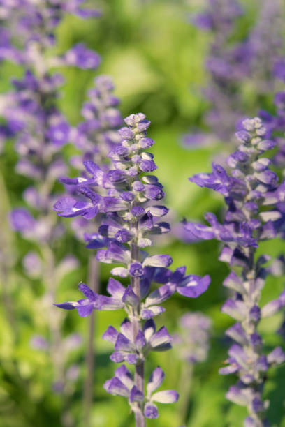 istock Angelonia goyazensis Benenth flower 674177936