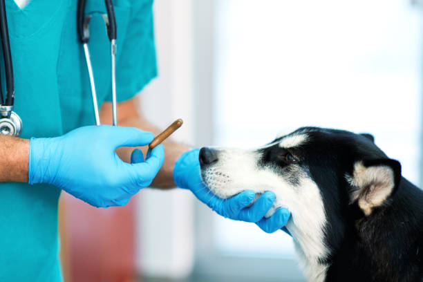 veterinario che dà un medicinale a un cane malato - vet veterinary medicine puppy dog foto e immagini stock