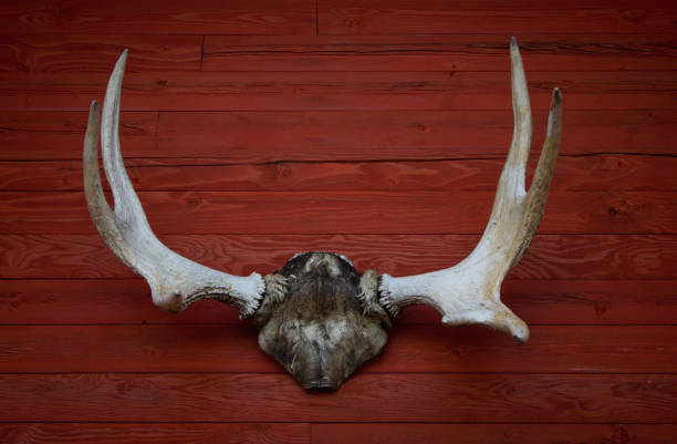 istock Horns of an elk on the wall 674187980