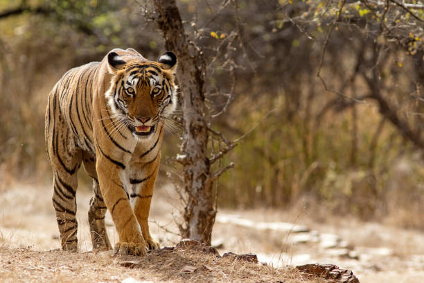 tigre del bengala al ranthambhore national park nel rajasthan, india - female animal big cat undomesticated cat feline foto e immagini stock