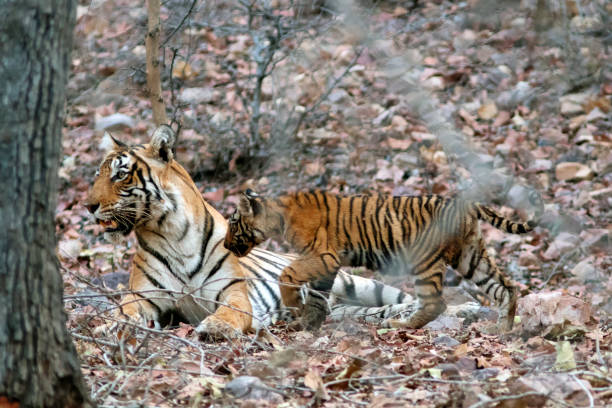 istock Female Bengal Tiger with cub, Rajasthan, India 674191614