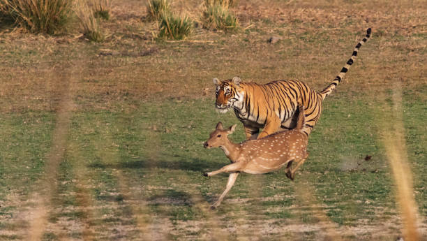 tigre del bengala nel rajasthan, india, a caccia di un cervo chital. - tiger india ranthambore national park undomesticated cat foto e immagini stock