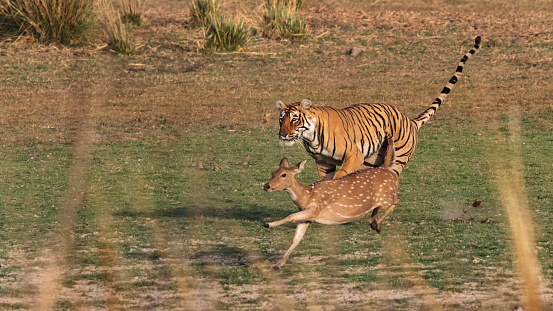 A female Bengal Tiger at the Ranthambhore National Park in Rajasthan, India, trying to run down a Chital Deer.  Didn't quite make it!