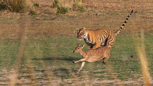 Bengal Tiger In Rajasthan India Chasing A Chital Deer Stock Photo -  Download Image Now - iStock