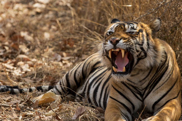 istock Bengal Tiger, Rajasthan, India 674191844