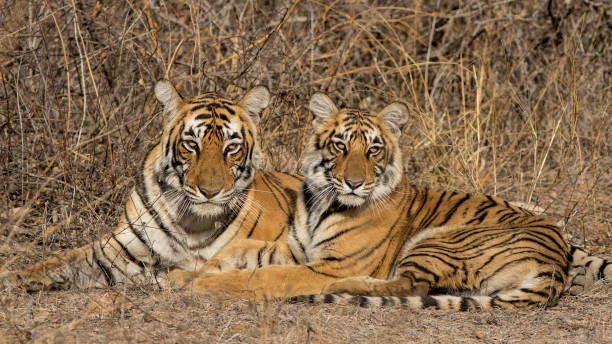 istock Female Bengal Tiger with cub, Rajasthan, India 674192016