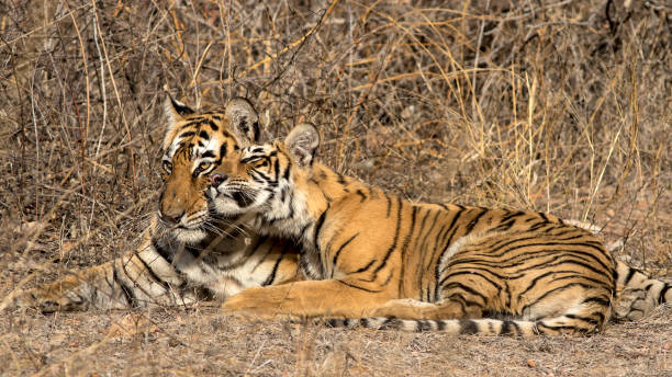istock Female Bengal Tiger with cub, Rajasthan, India 674192490
