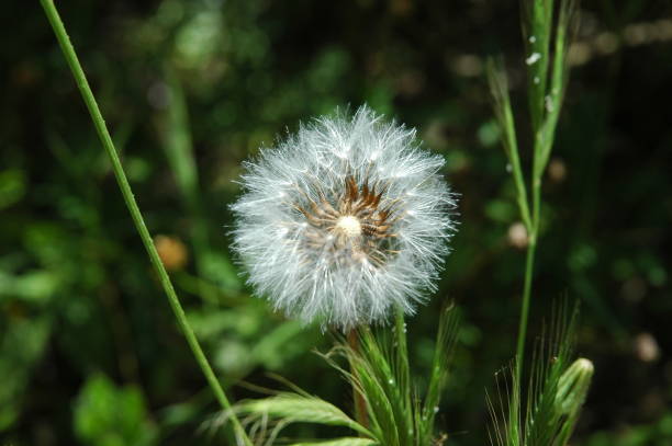 istock Pusteblume/Dandelion in Spain 674195990