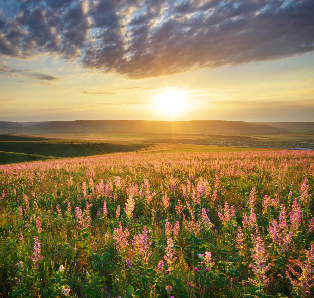istock Spring meadow of flowers 674196302